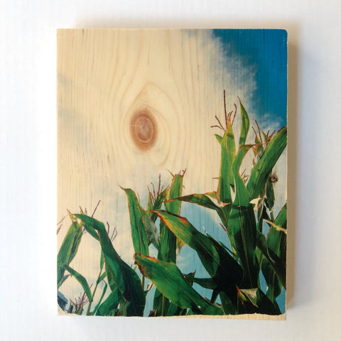 Reaching Corn Stalks