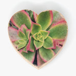 Mini Heart Magnets: Coastal, Succulent, and Nature - Hand-Transferred Photos on Wood, Various Images