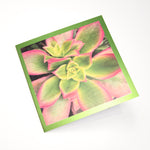 California Succulent and Poppy Foil Greeting Card - Choice of 5 Images or Assortment Pack of 10