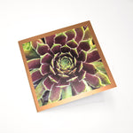 California Succulent and Poppy Foil Greeting Card - Choice of 5 Images or Assortment Pack of 10