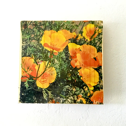 Springtime Golden Poppies, California State Flower - Square or Rectangle