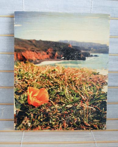 Best View in the House: Mori Point Poppy - Rectangle